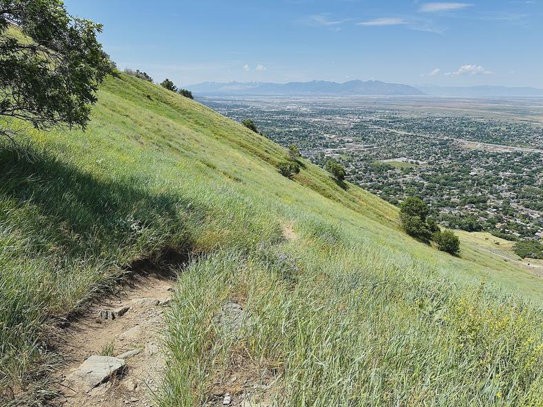 Late Spring on a nearby mountain trail in Centerville, Utah.