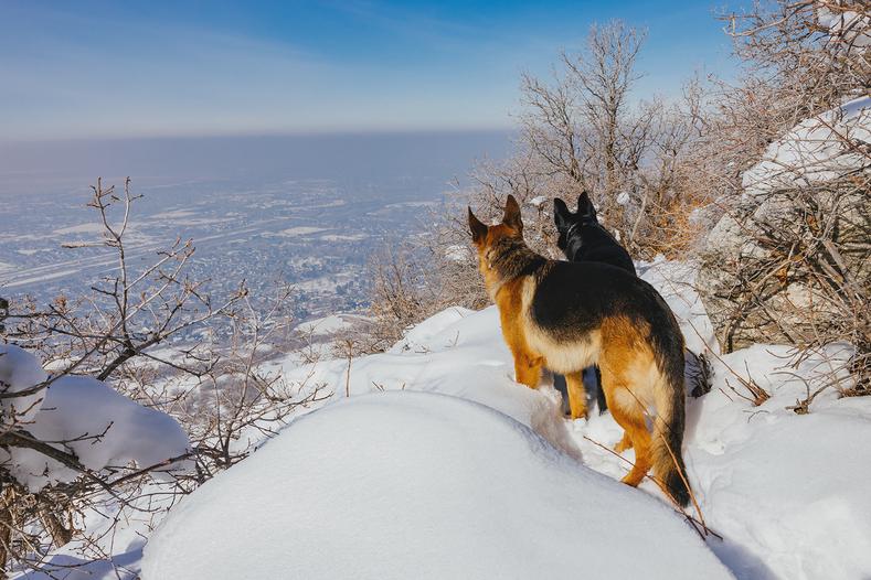 Out with my dogs in the foothills of the mountains above where I live in Utah. They really enjoy being out in the soft winter snow and I try to always get out after a fresh storm.