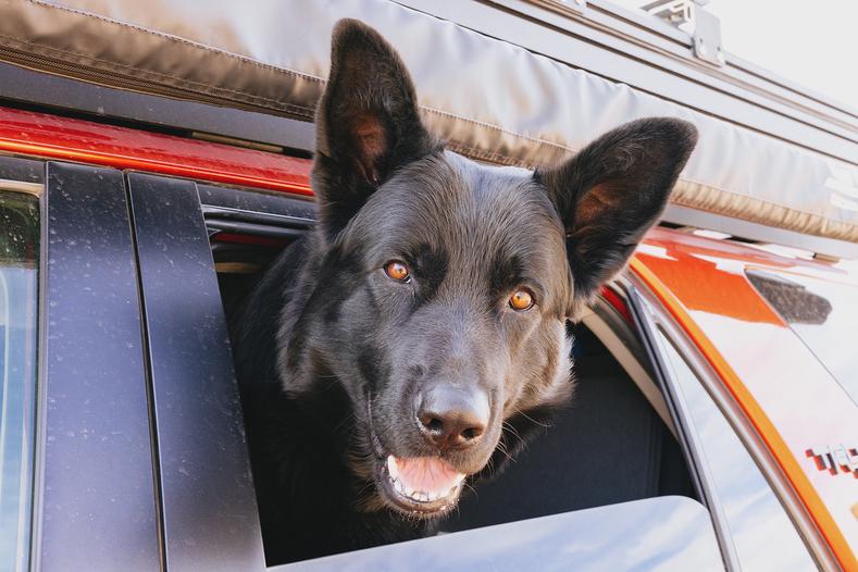 My furry copilot, Dietrich. He loves driving around and exploring but doesn’t really like camping. After a few minutes of checking things out he sits and waits at the 4Runner door.