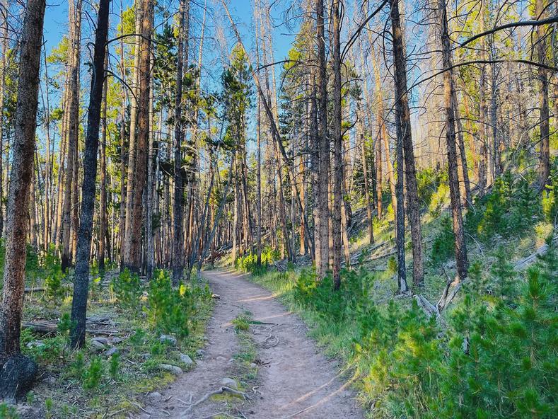 Early portion of Kings Peak Trail